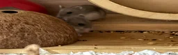 Hamster rodents for sale: Baby dwarf hamsters - Advert 4