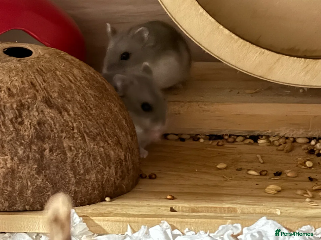 Hamster rodents for sale: Baby dwarf hamsters - Advert 4