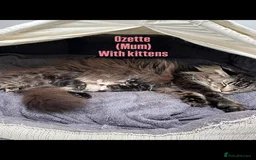 Maine Coon cats for sale: Affectionate Pure Breed Mainecoon Kittens - Image 28