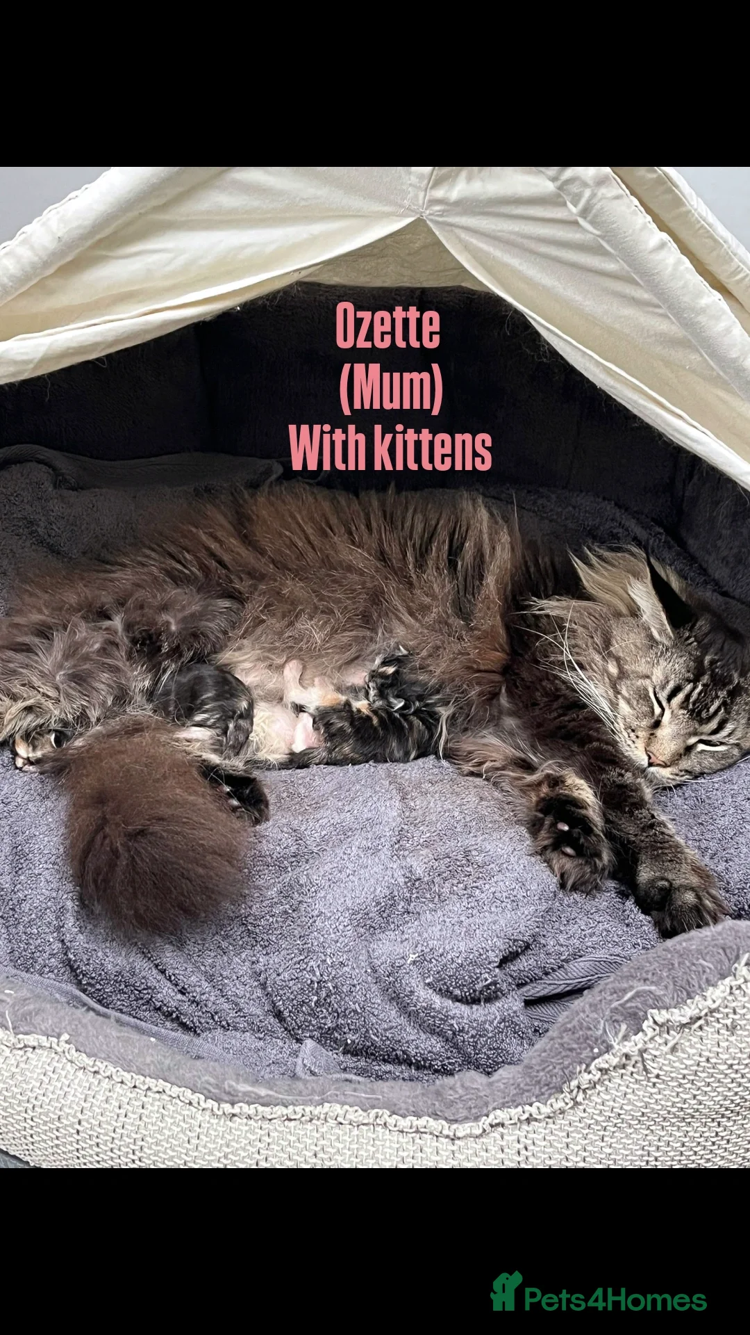 Maine Coon cats for sale: Affectionate Pure Breed Mainecoon Kittens - Image 28