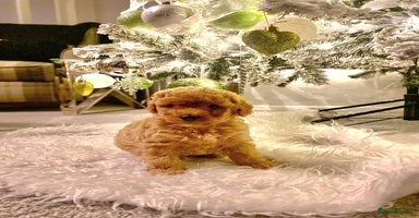 Poochon dogs 🐶🐾 4 STUNNING POOCHON PUPS 🐾🐶 - Advert 7