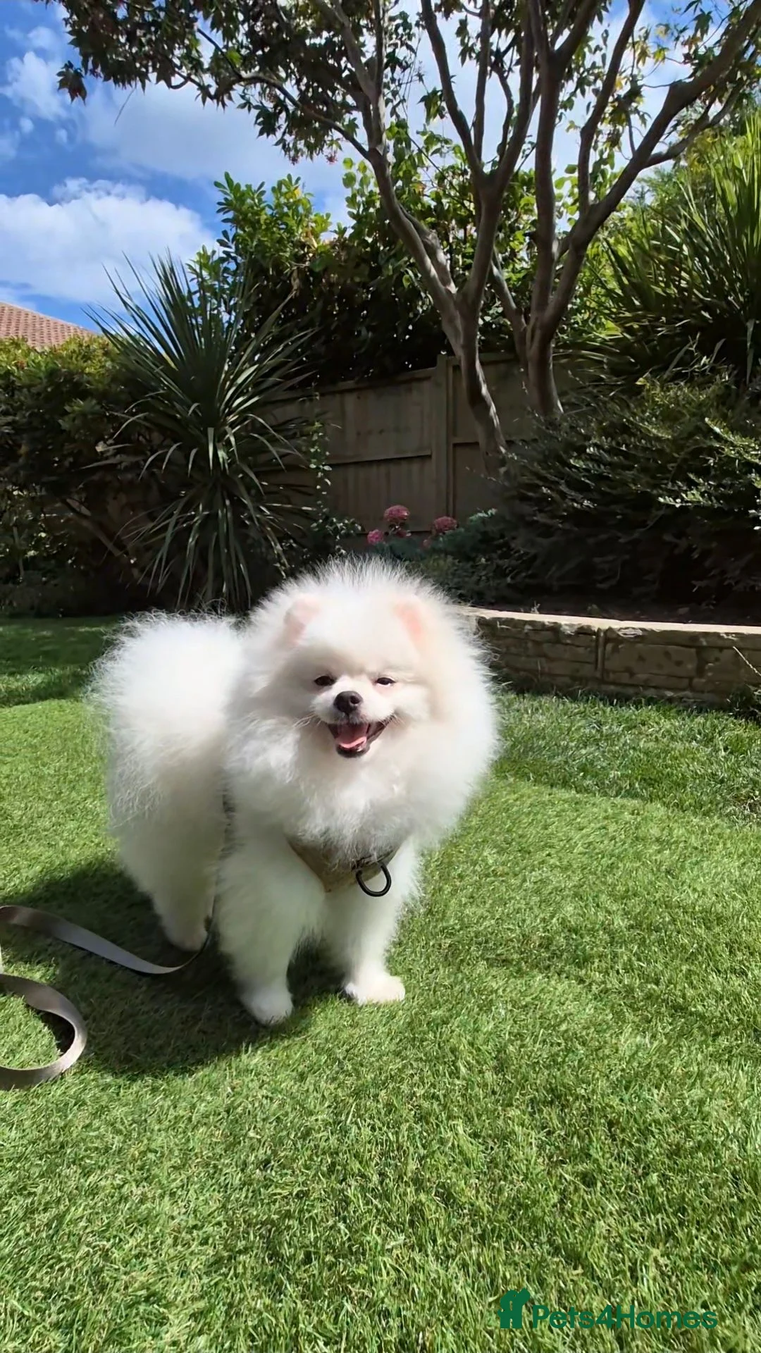Pomeranian dogs for sale: Quality Pomeranian Boy Puppies - Advert 20