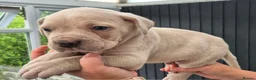 Cane Corso dogs for sale: Straw Cane Corso Pups - Advert 9