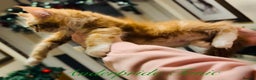 Maine Coon cats for sale: ANDERPRIDE KITTENS READY TO LEAVE NOW TICA !  - Advert 9