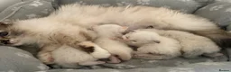 Birman cats for sale: Adorable GCCF registered Birman kittens - Advert 2