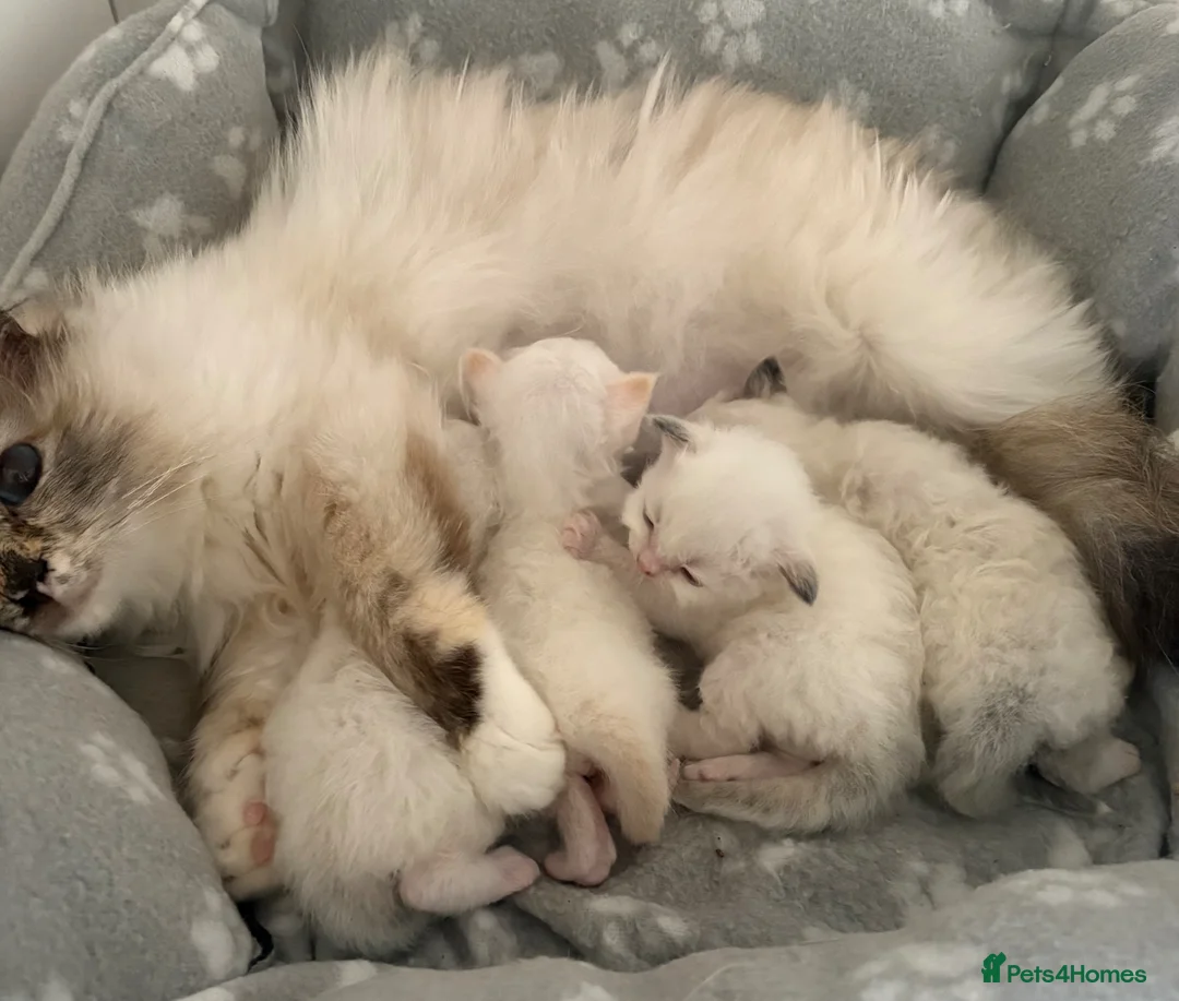 Birman cats for sale: Adorable GCCF registered Birman kittens - Advert 2
