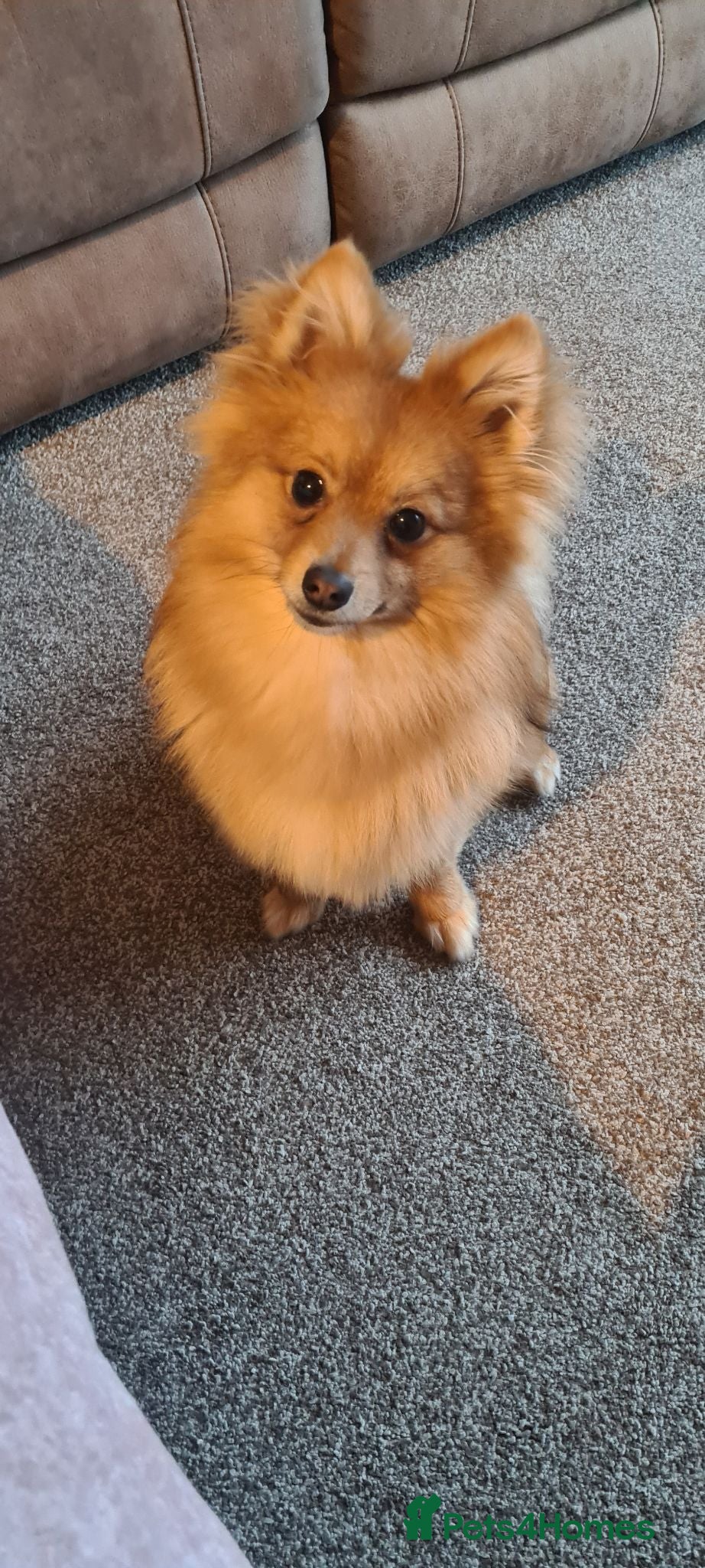 Pomeranian dogs Pomeranian 21 mths old male - Advert 2