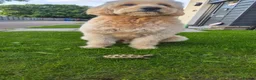 Goldendoodle dogs for stud: Goldendoodle for stud in Stirling - Advert 1