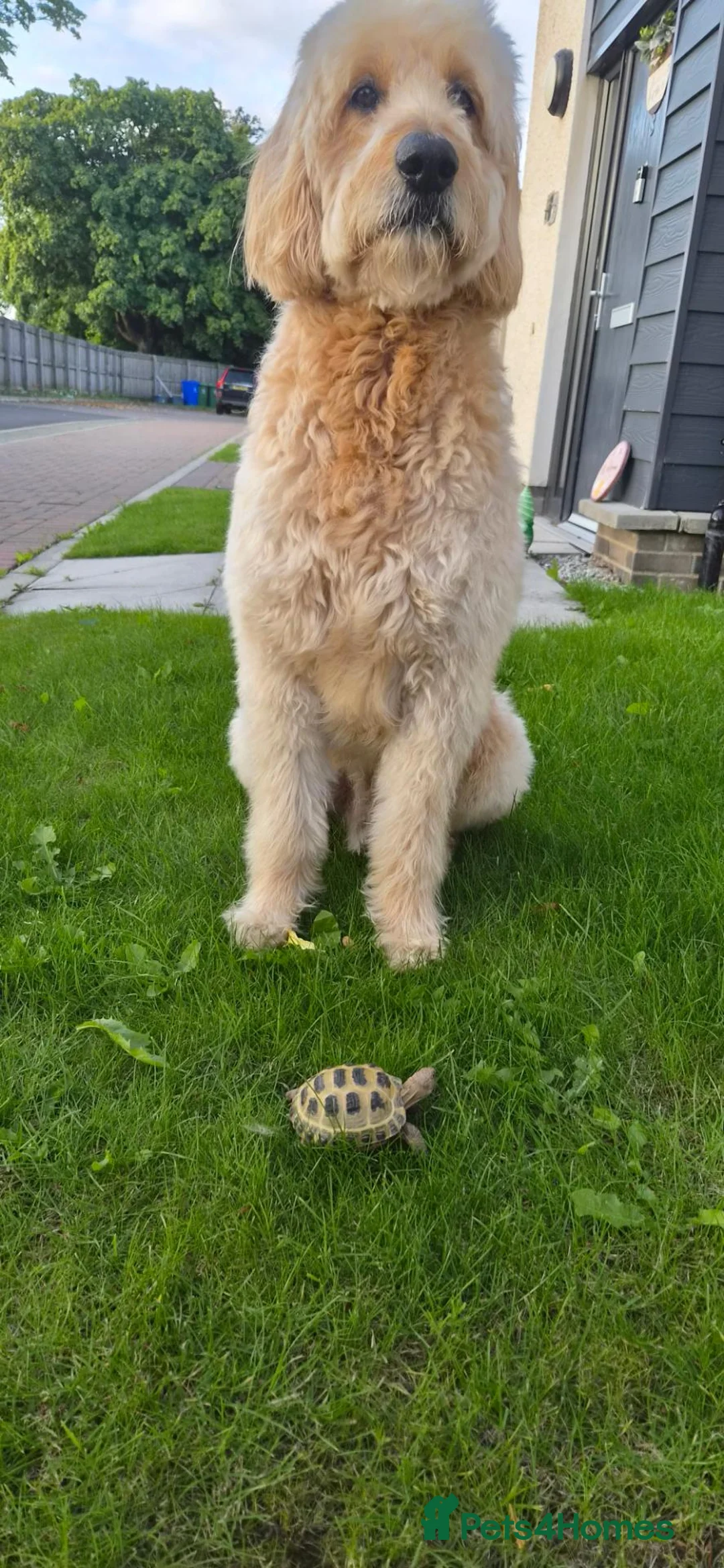 Goldendoodle dogs for stud: Goldendoodle for stud in Stirling - Advert 1