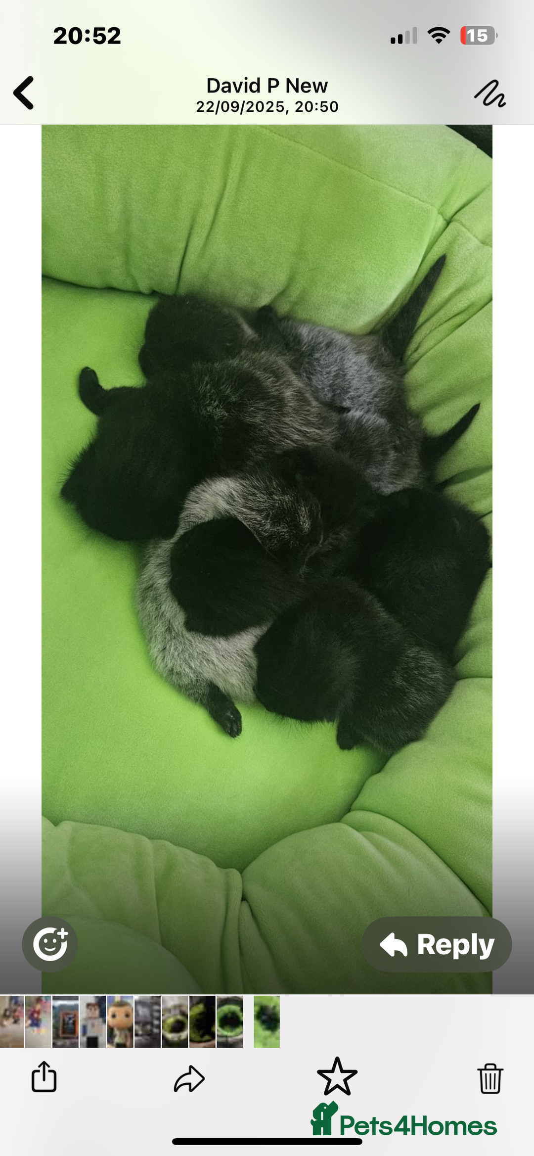 Mixed Breed cats for sale: Kittens - Image 3