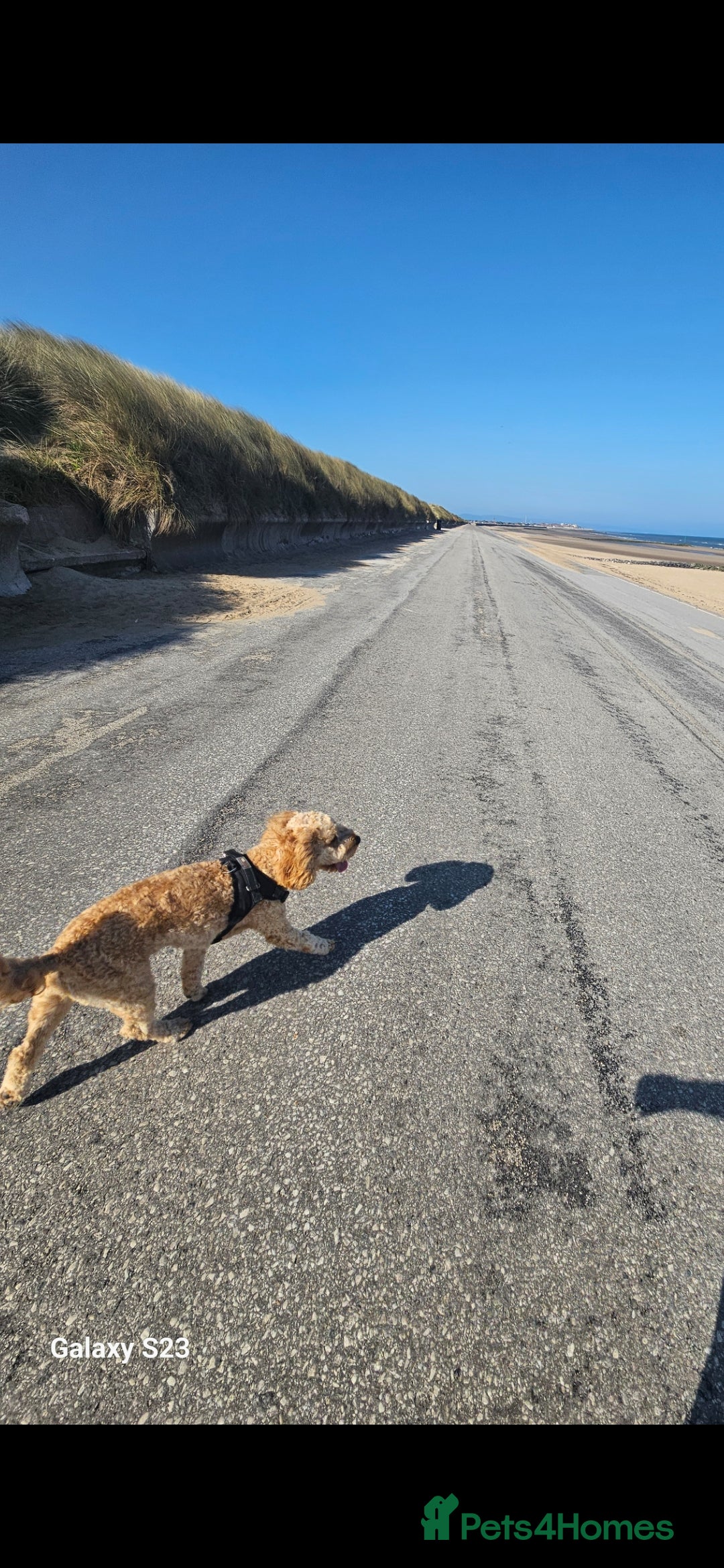 Cockapoo dogs for sale: Teddy / Ted / Tedwyn 🧸   - Image 14
