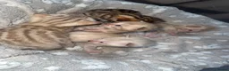 Bengal cats for sale: Bengal kittens  - Advert 2