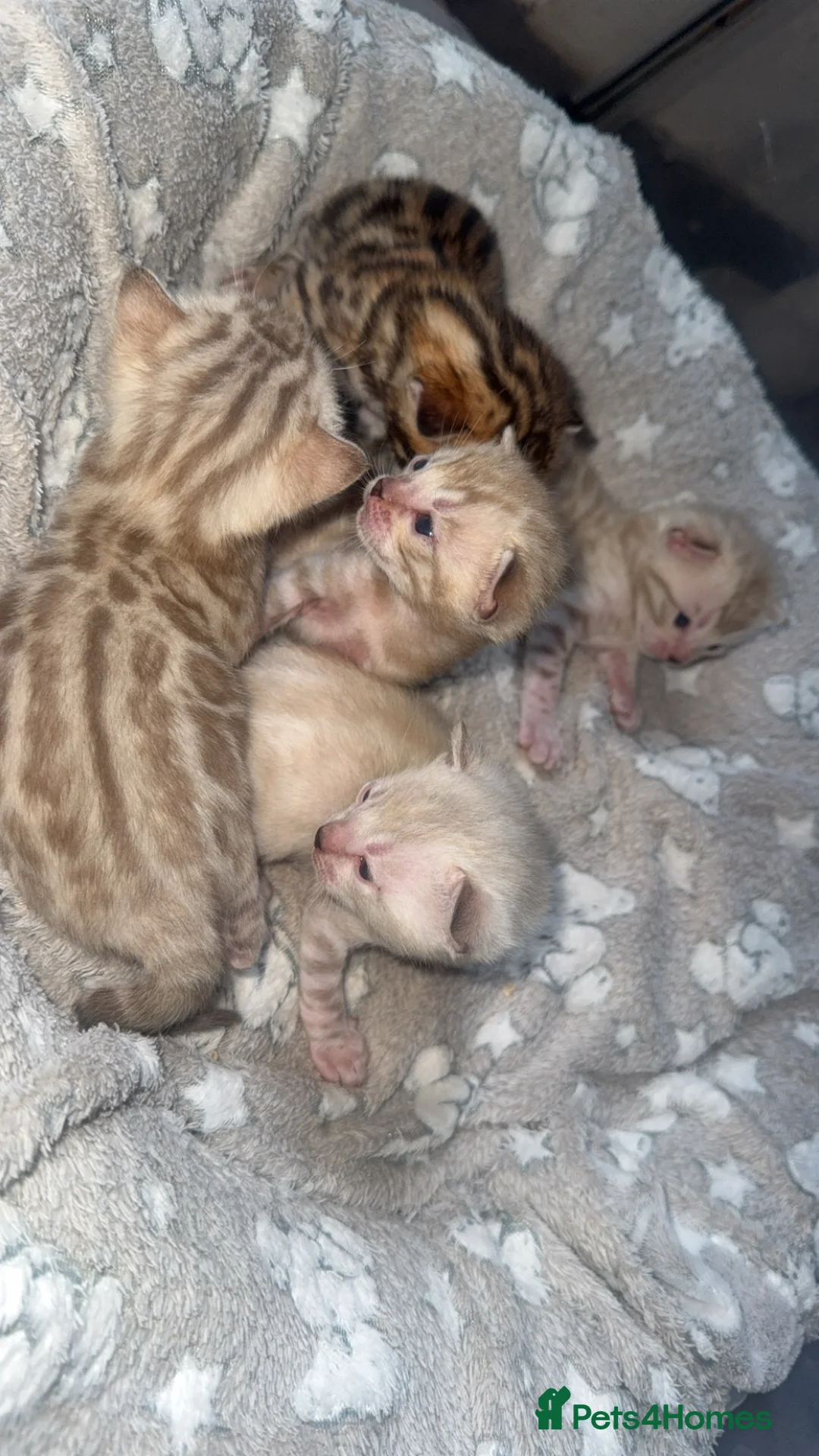 Bengal cats for sale: Bengal kittens  - Advert 2
