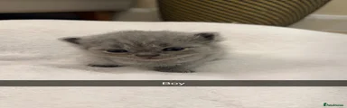 British Shorthair 1