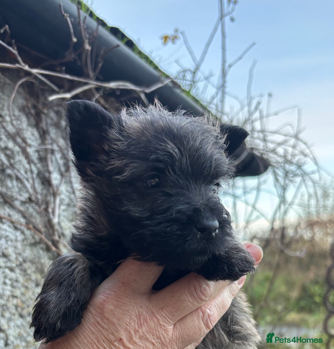 Cairn Terrier dogs for sale: Cairn Terrier Puppies  - Advert 5