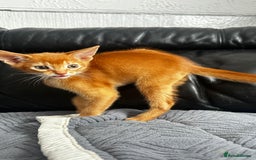 Abyssinian cats for sale: Abyssinian kittens  - Image 13
