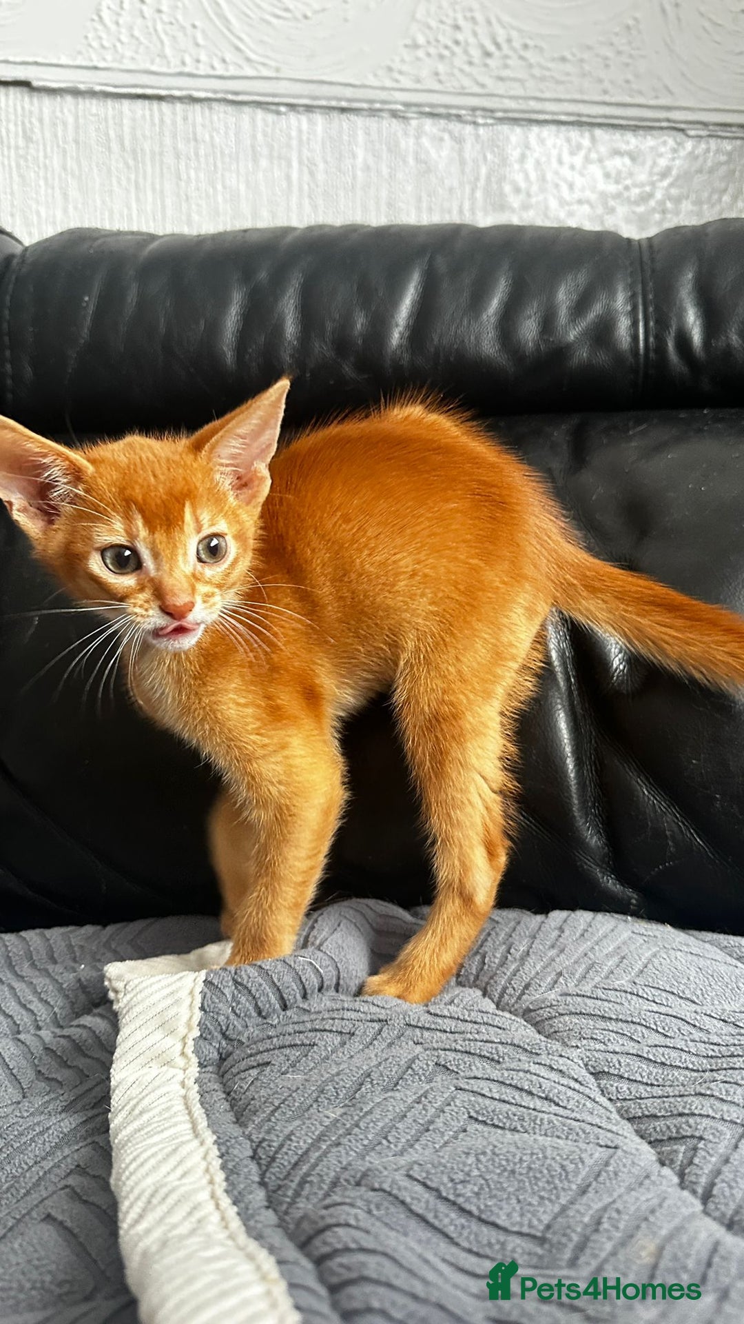 Abyssinian cats for sale: Abyssinian kittens  - Image 13