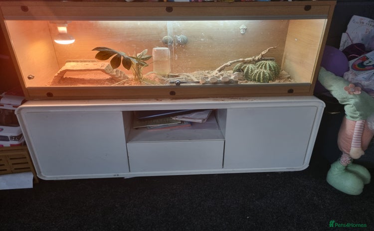 Bearded Dragon reptiles - Advert 1