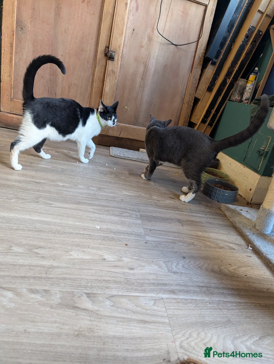 Mixed Breed cats for sale: 2 year old cat (female) - Image 4