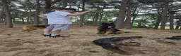 German Shepherd dogs for sale: German shepherd  - Advert 22