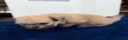 Maltipom dogs for sale: Multipom mojos for sale - Advert 21