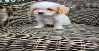 Cavapoo dogs - Advert 10
