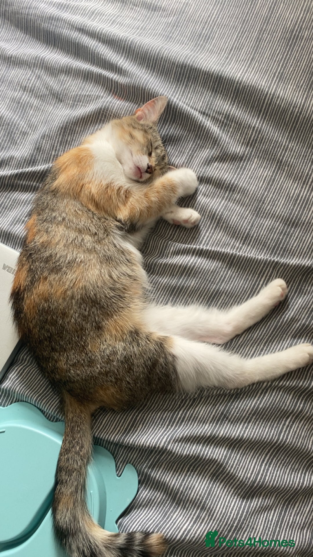 British Shorthair cats for sale: Tabby boy - Advert 1