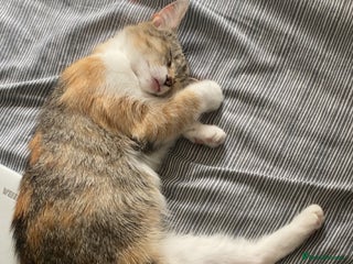 British Shorthair cats Tabby boy - Advert 1