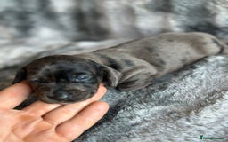 Miniature Dachshund dogs for sale: KC miniature Daschunds    - Image 19