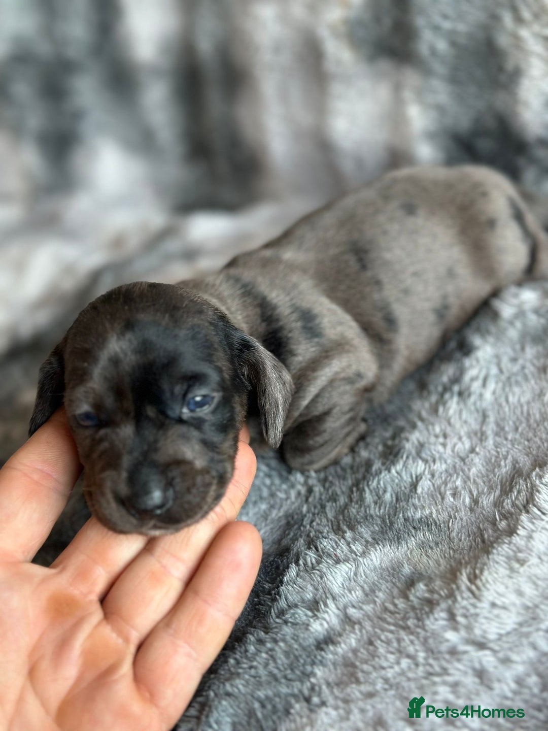 Miniature Dachshund dogs for sale: KC miniature Daschunds    - Image 19