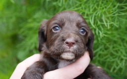 Cocker Spaniel dogs for sale: 4 male KC working cocker spaniel puppies - Image 12