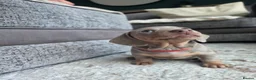 Miniature Dachshund dogs for sale: Blue/IsabellaTanMiniatureDachshund - READY - Advert 18