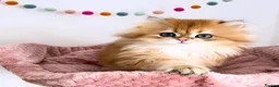 British Shorthair cats for sale: Gorgeous Golden British Longhair Kitten  in Chesterfield - Advert 4
