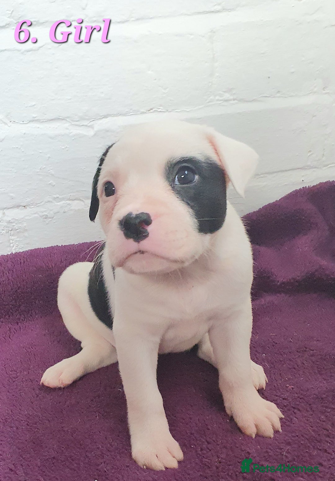 Mixed Breed dogs for sale: English/American Staffy Pups - Image 11