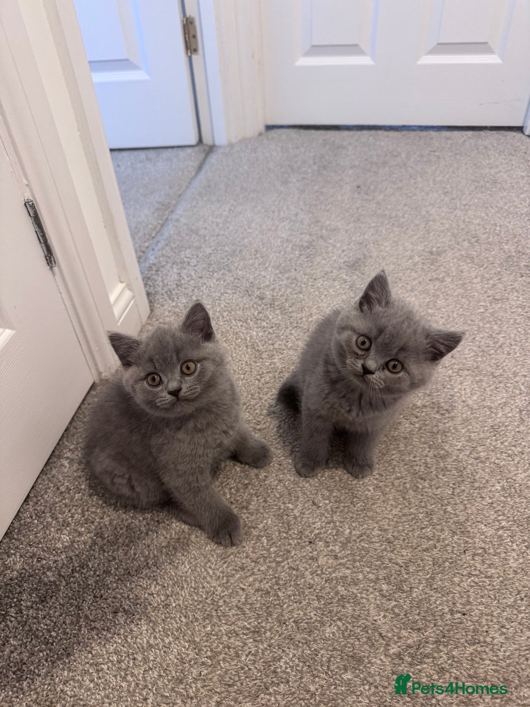 British Shorthair cats for sale: British shorthair kittens 🐈‍⬛ - Advert 13