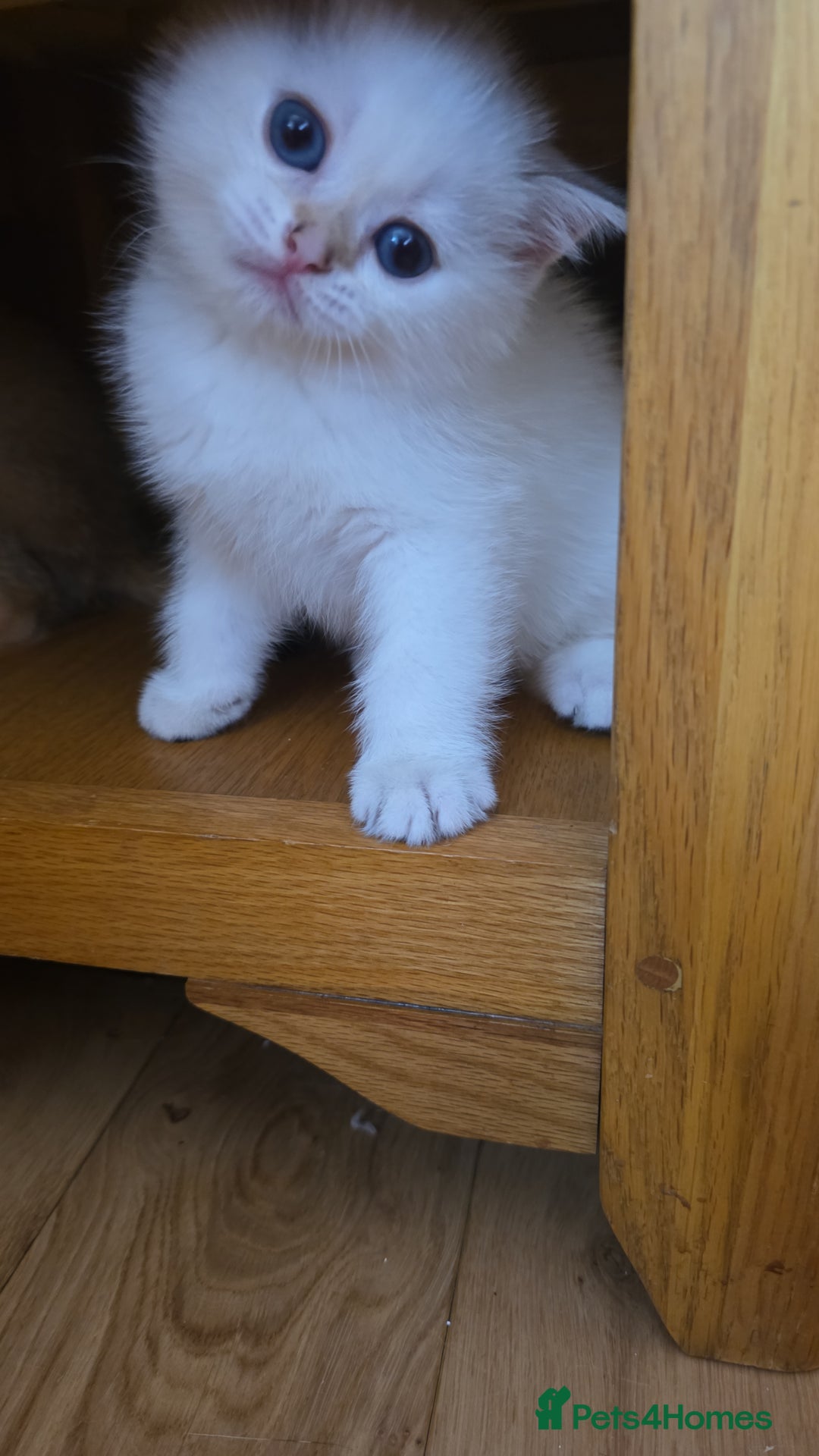 British Shorthair cats for sale: 1 TICA REG BSH GOLDEN COLOURPOINT POINT  - Image 13