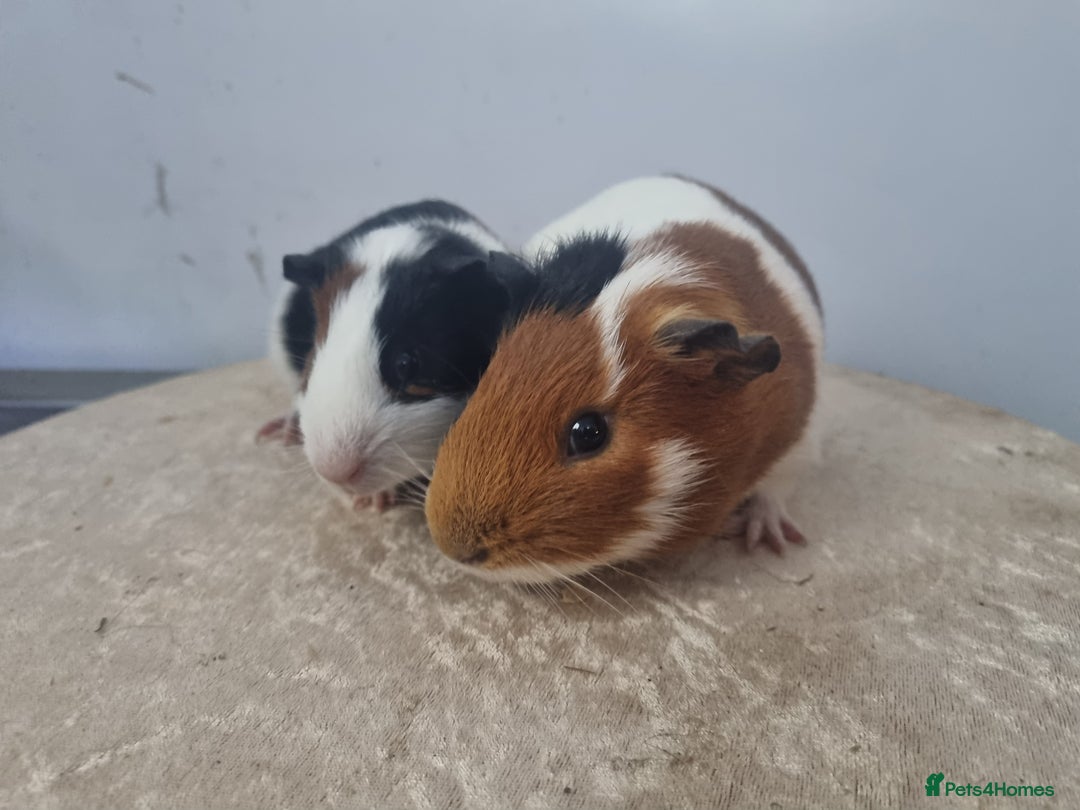 Guinea Pig rodents for sale: Pair of Male Guinea Pigs - Advert 5