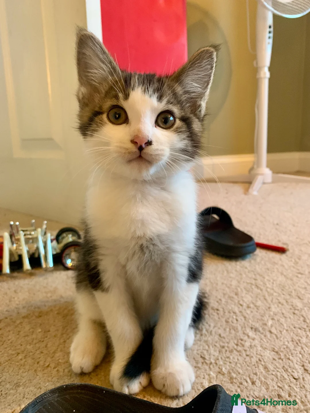 Mixed Breed cats for sale: READY TO GO little half Maine Coon kittens  - Advert 6