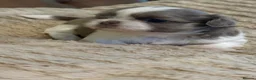 Shih Tzu dogs for sale: Imperial shihtzus  in Dunfermline - Advert 6