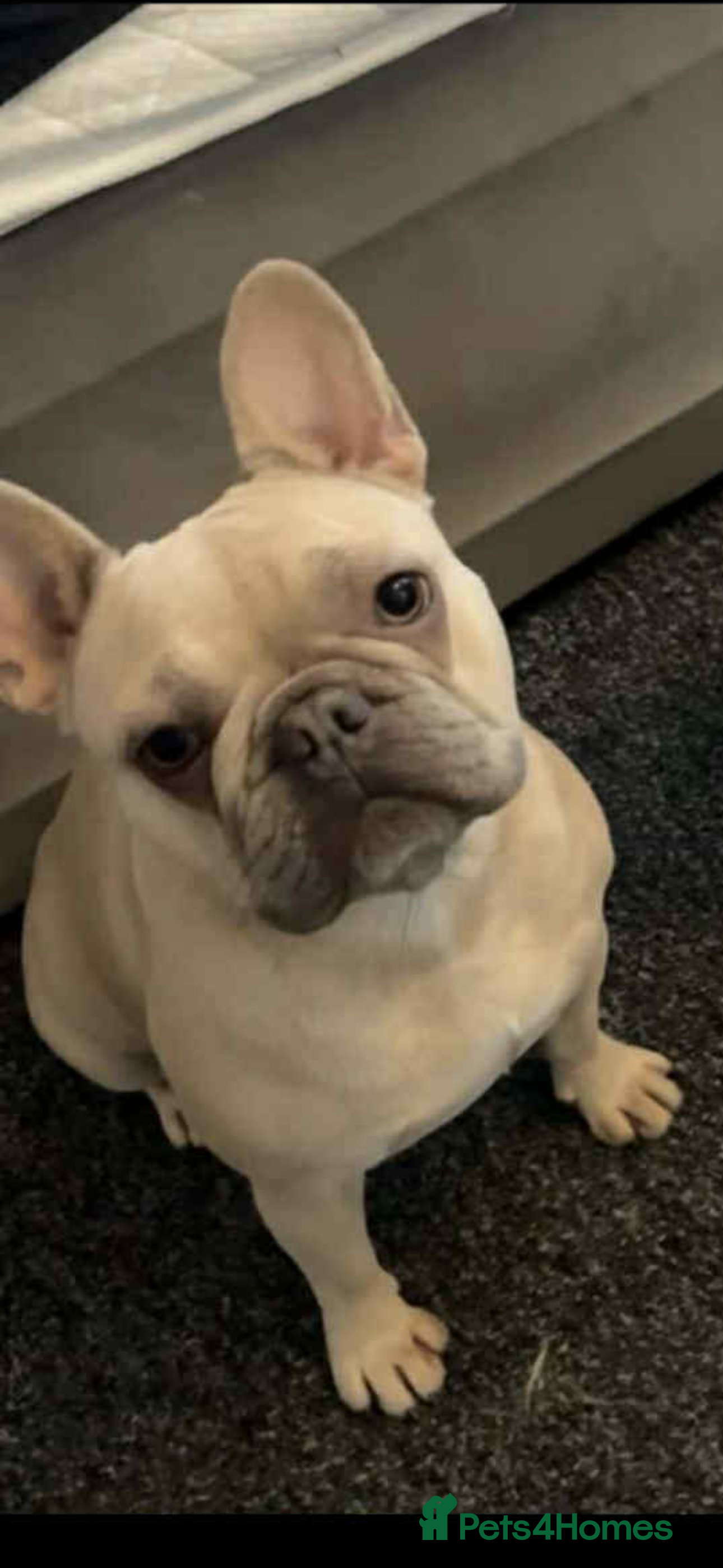 French Bulldog dogs Hugo the frenchie  - Advert 1