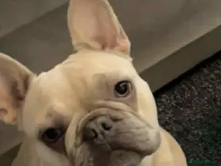 French Bulldog dogs Hugo the frenchie - Advert 1