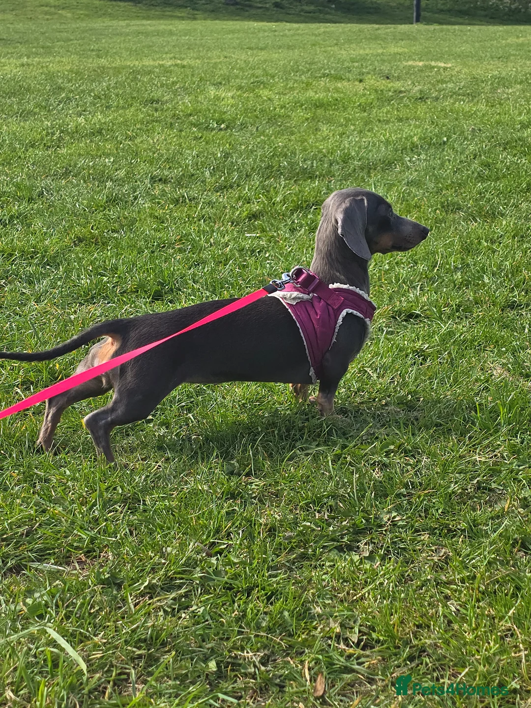 Miniature Dachshund dogs for sale: CONFIRMED PREGNANCY  in Newcastle upon Tyne - Advert 1