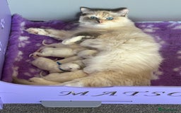 Ragdoll cats for sale: GCCF Ragdoll Kittens 😻 - Image 10