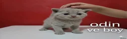British Shorthair cats for sale: Champion Pedigree British Shorthair Kittens - Advert 5