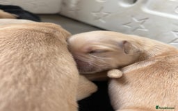 Golden Retriever dogs for sale: Golden retriever puppy Available 🐶🐾🦴  - Image 13