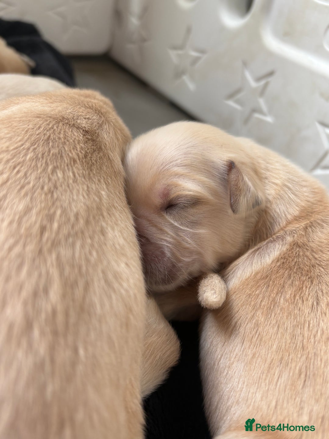 Golden Retriever dogs for sale: Golden retriever puppy Available 🐶🐾🦴  - Image 13
