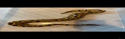 Mixed Breed reptiles for sale: Various snakes for sale  - Advert 4