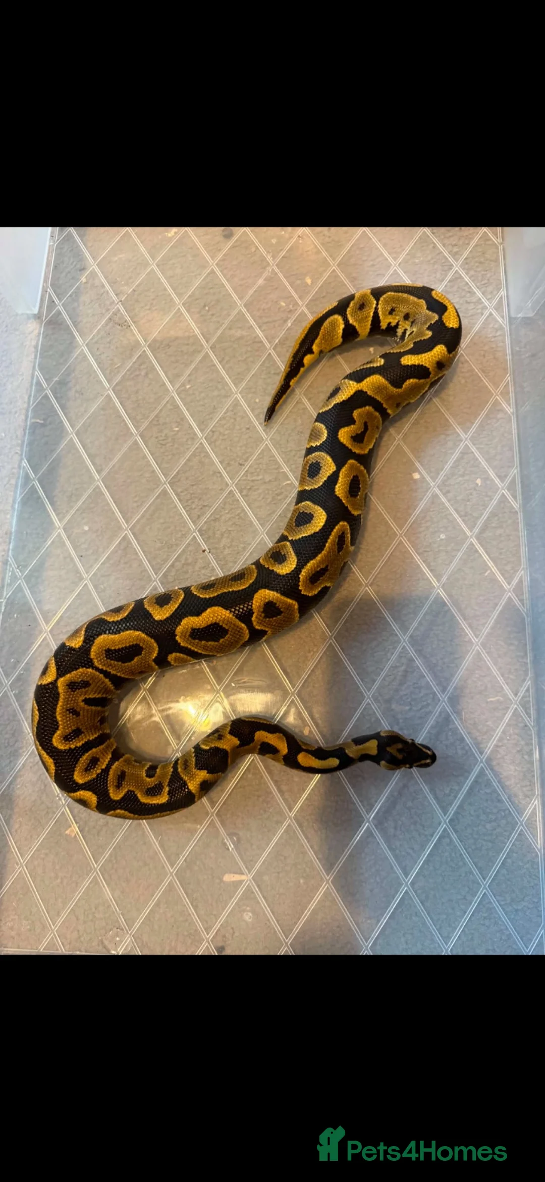 Mixed Breed reptiles for sale: Various snakes for sale  - Advert 8