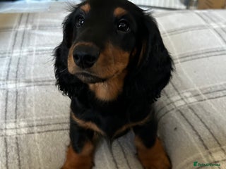 Dachshund dogs READY NOW KC Registered Longhair Dachshund Puppies - Advert 11