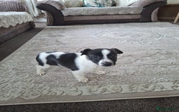 Mixed Breed dogs for sale: Jackahuahua - Image 10